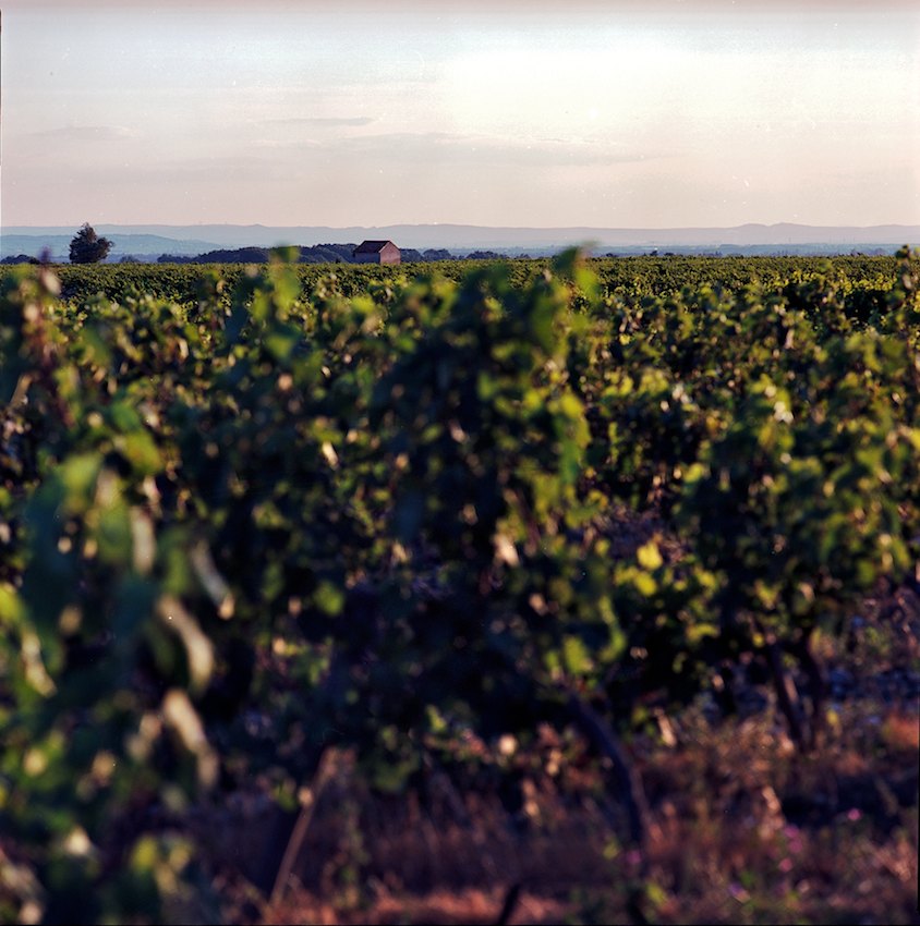 vacqueyras garrigues