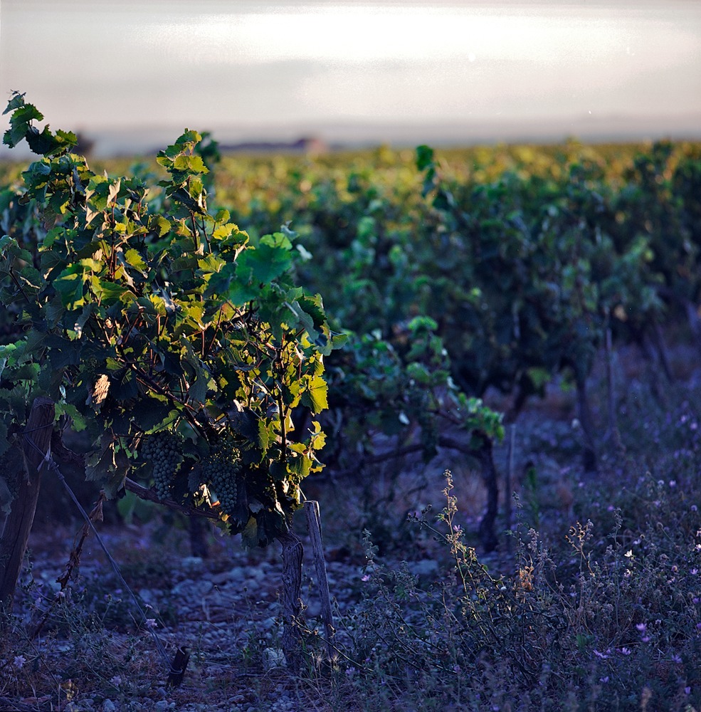 vignes mauves